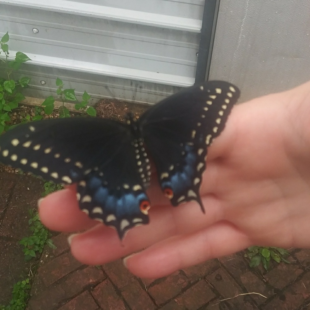 Meet your Posher, Jennie